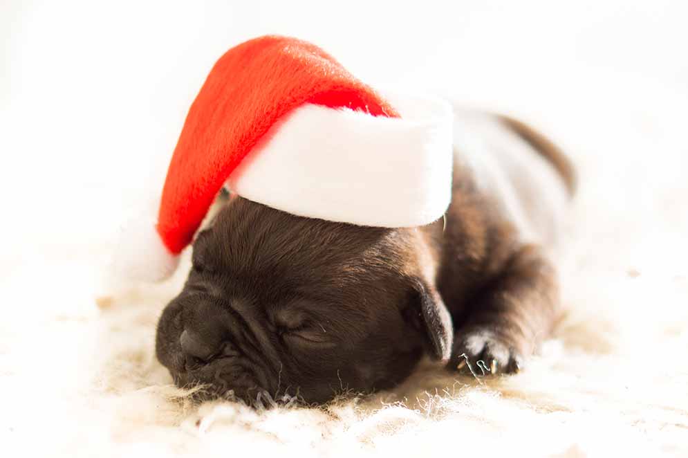A dog is for life, not just for Christmas